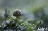 Honinggeel mosklokje (Galerina pumila)