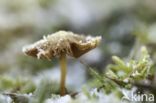 Honinggeel mosklokje (Galerina pumila)