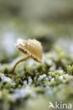 Honinggeel mosklokje (Galerina pumila)