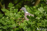 Houtduif (Columba palumbus)