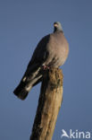 Wood Pigeon