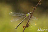 Green Emerald Damselfly (Lestes viridis)