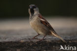 Huismus (Passer domesticus)