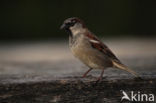 Huismus (Passer domesticus)