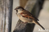 House Sparrow (Passer domesticus)