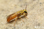 Hylaeus sp.n.