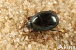 Hypocaccus metallicus