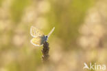 Common Blue (Polyommatus icarus)