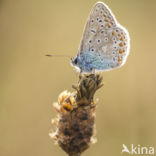 Common Blue (Polyommatus icarus)