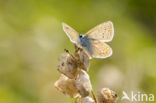 Common Blue (Polyommatus icarus)