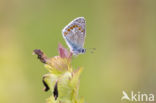 Common Blue (Polyommatus icarus)