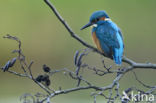 IJsvogel (Alcedo atthis)