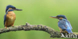 Kingfisher (Alcedo atthis)