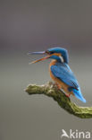 Kingfisher (Alcedo atthis)