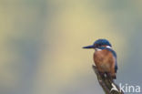 Kingfisher (Alcedo atthis)