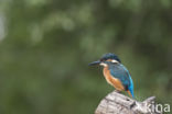 Kingfisher (Alcedo atthis)