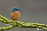 Kingfisher (Alcedo atthis)