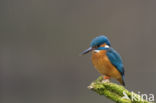 Kingfisher (Alcedo atthis)