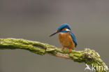 Kingfisher (Alcedo atthis)