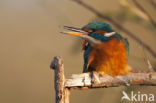 IJsvogel (Alcedo atthis)