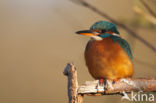 Kingfisher (Alcedo atthis)