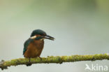 Kingfisher (Alcedo atthis)