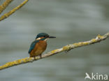 IJsvogel (Alcedo atthis)