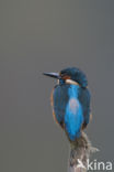 IJsvogel (Alcedo atthis)