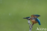 IJsvogel (Alcedo atthis)