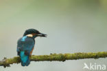 IJsvogel (Alcedo atthis)