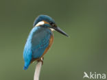 Kingfisher (Alcedo atthis)