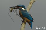 IJsvogel (Alcedo atthis)