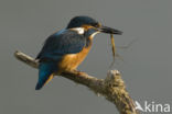 IJsvogel (Alcedo atthis)