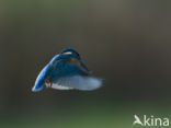 IJsvogel (Alcedo atthis)