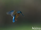 Kingfisher (Alcedo atthis)