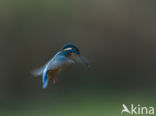 IJsvogel (Alcedo atthis)