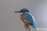 IJsvogel (Alcedo atthis)