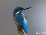 IJsvogel (Alcedo atthis)