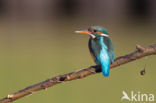 IJsvogel (Alcedo atthis)