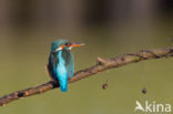 Kingfisher (Alcedo atthis)