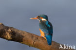 IJsvogel (Alcedo atthis)