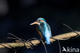 Kingfisher (Alcedo atthis)