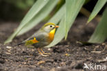 Red-billed Leiothrix (Leiothrix lutea)