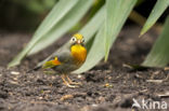 Red-billed Leiothrix (Leiothrix lutea)