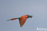 Northern Carmine Bee-eater (Merops nubicus)