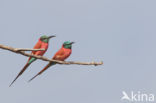 Karmijnrode bijeneter (Merops nubicus)