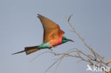 Karmijnrode bijeneter (Merops nubicus)