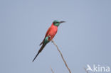 Karmijnrode bijeneter (Merops nubicus)