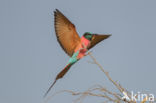 Karmijnrode bijeneter (Merops nubicus)