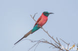 Karmijnrode bijeneter (Merops nubicus)